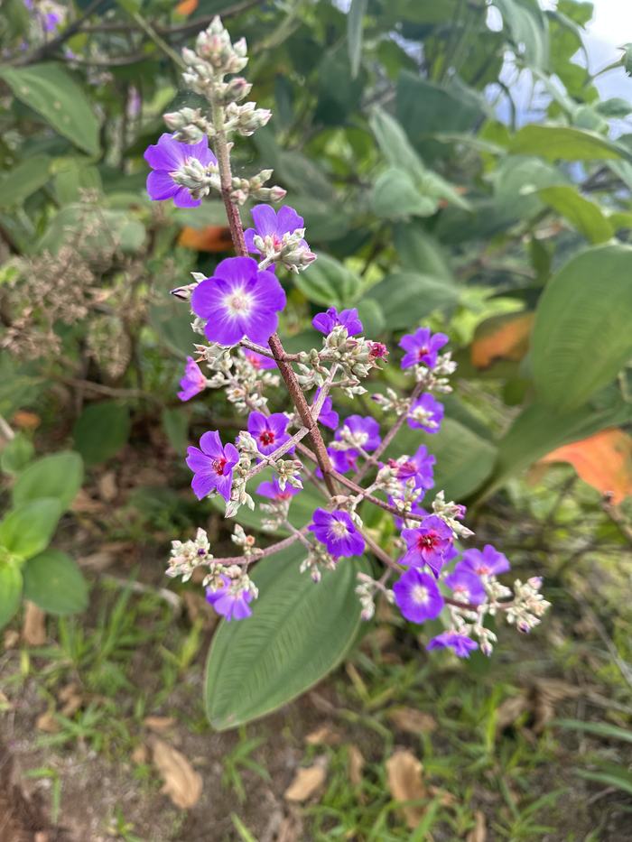 Flores de los jardines del Hogar